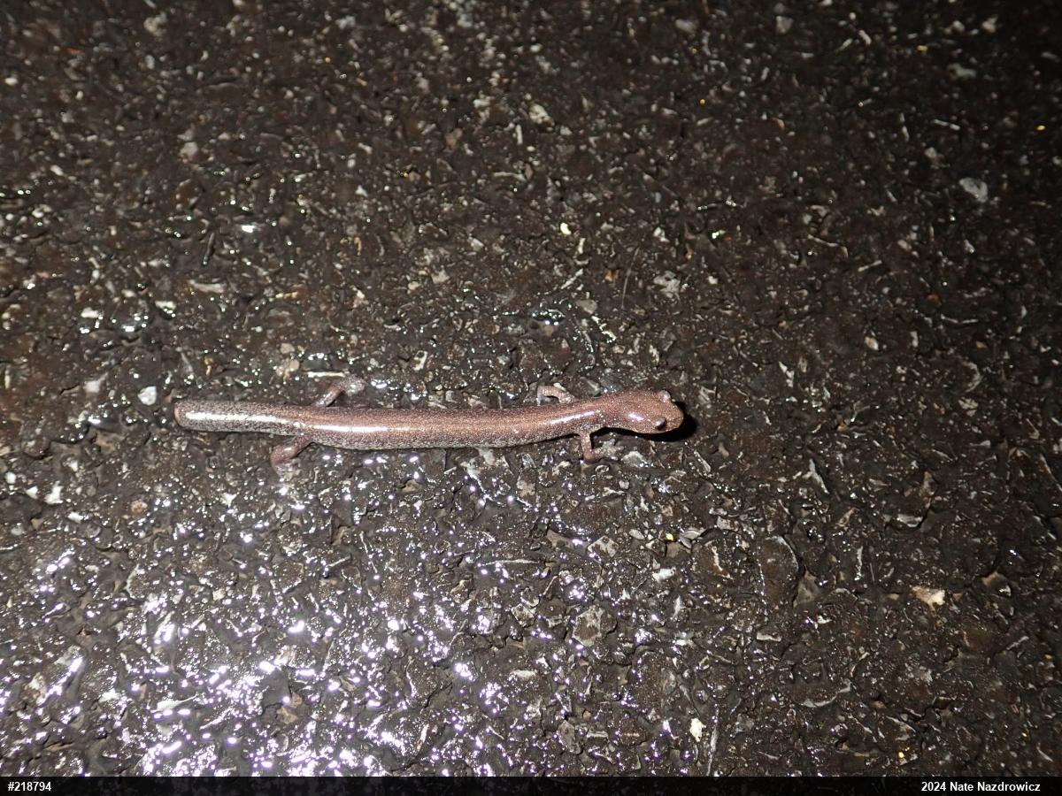Valley And Ridge Salamander