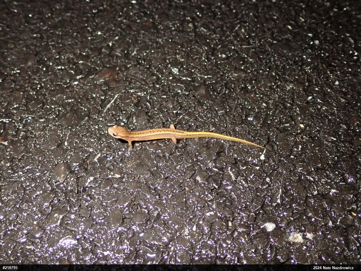 Northern Two-lined Salamander