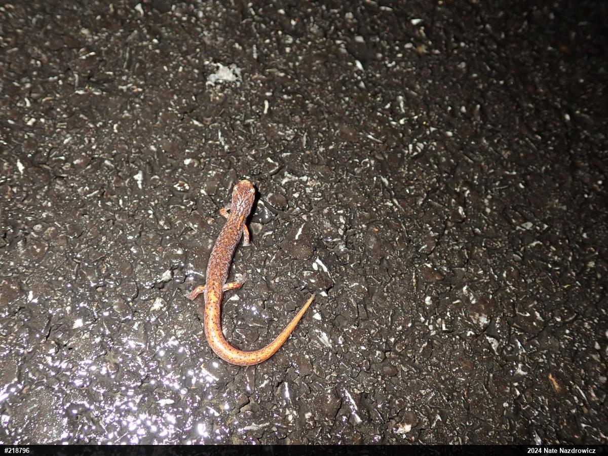 Four-toed Salamander