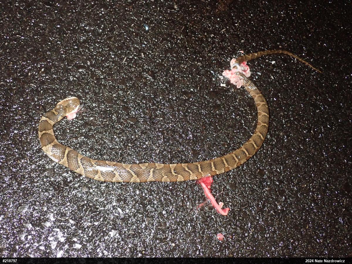 Northern Watersnake