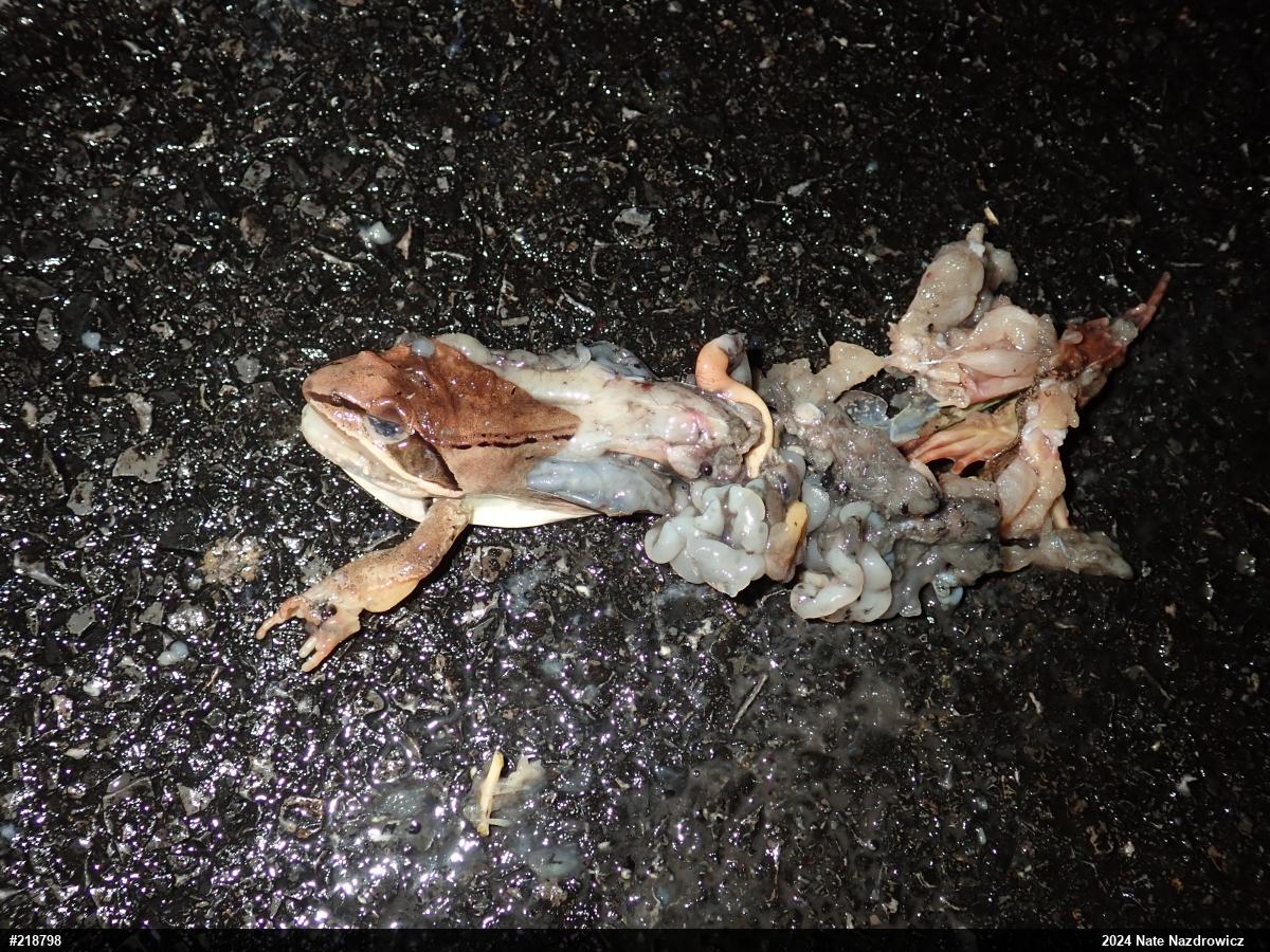Wood Frog