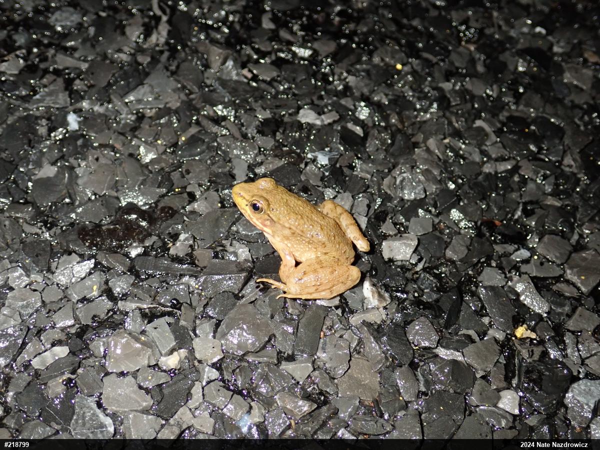Green Frog