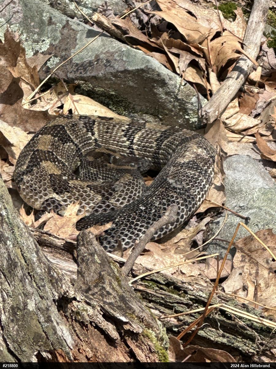 Timber Rattlesnake