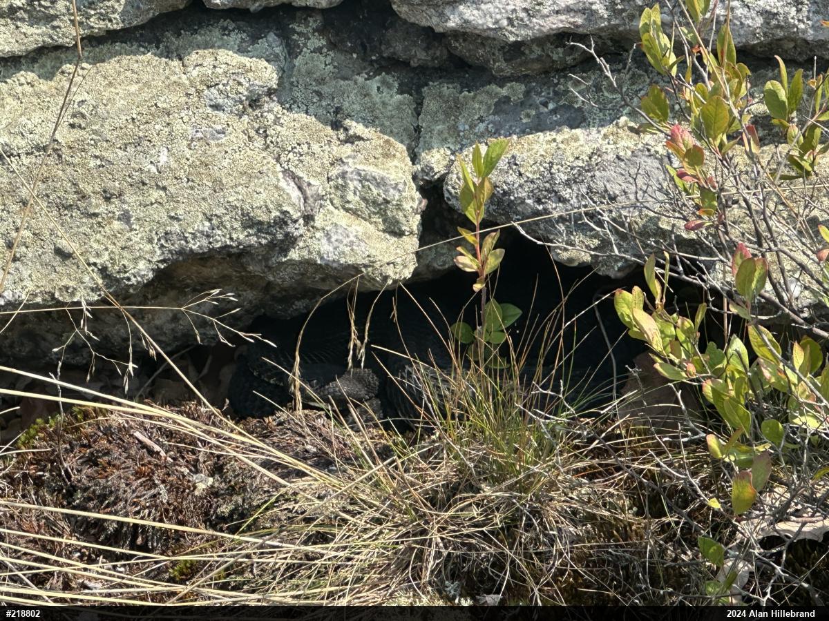 Timber Rattlesnake
