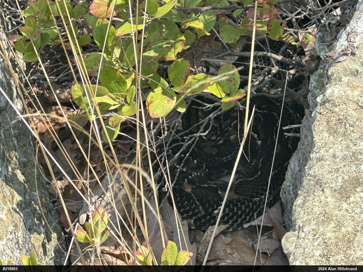 Timber Rattlesnake
