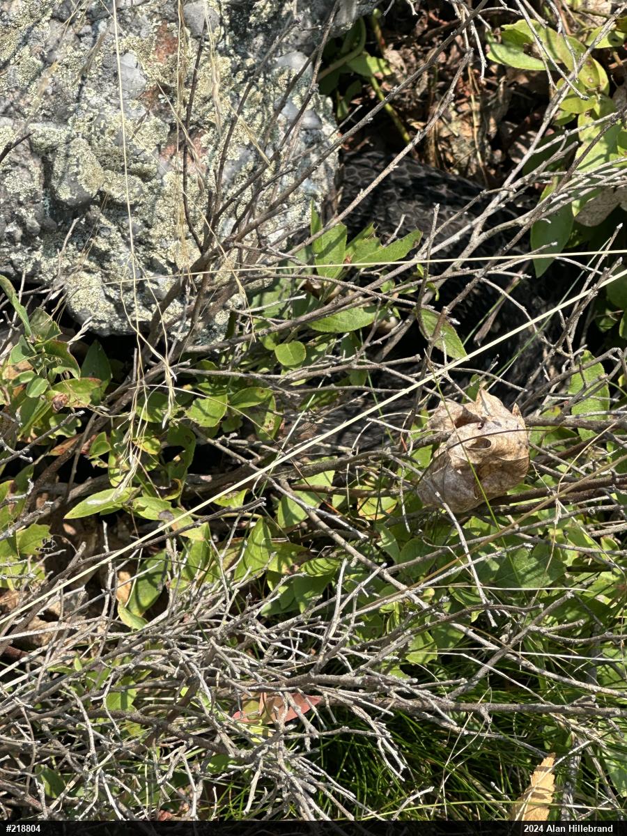 Timber Rattlesnake