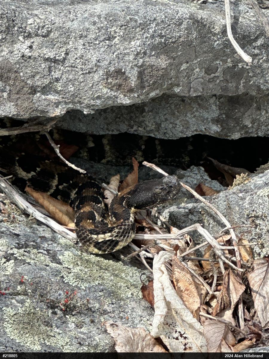 Timber Rattlesnake