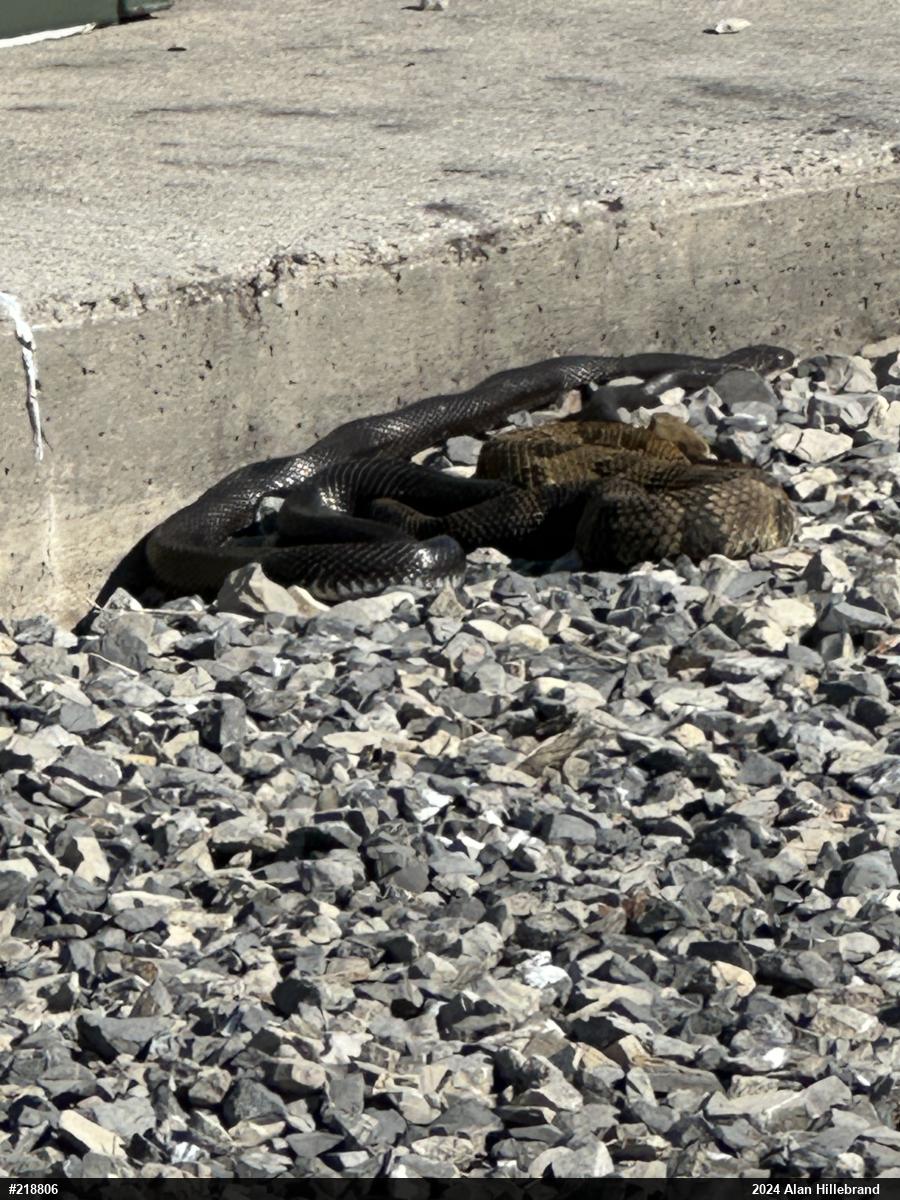 Timber Rattlesnake