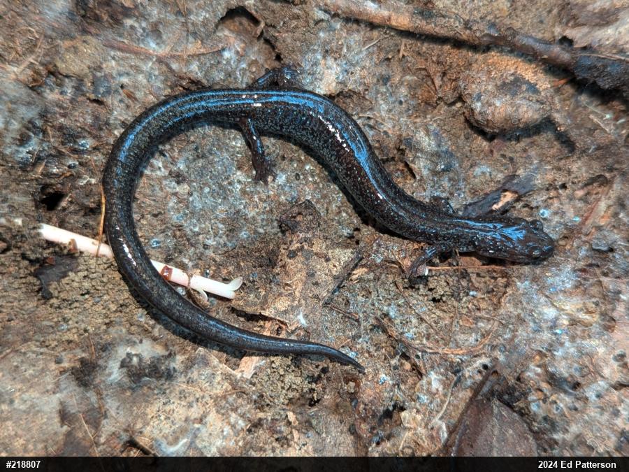 Valley And Ridge Salamander