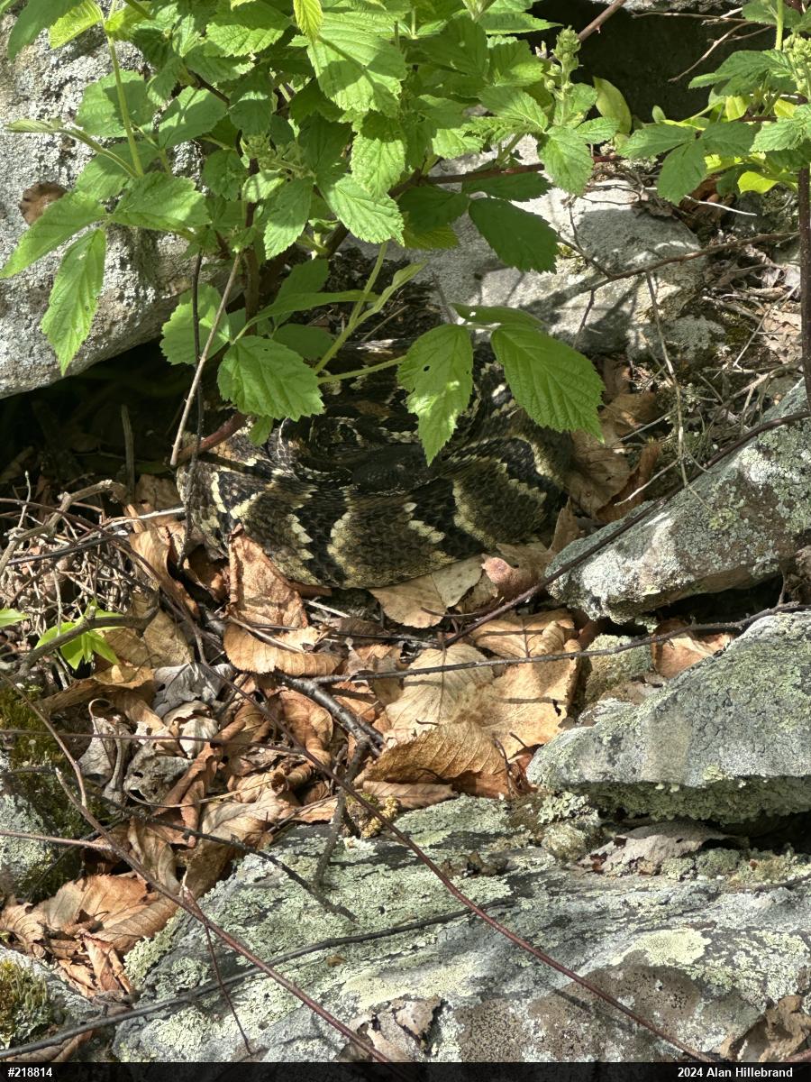 Timber Rattlesnake