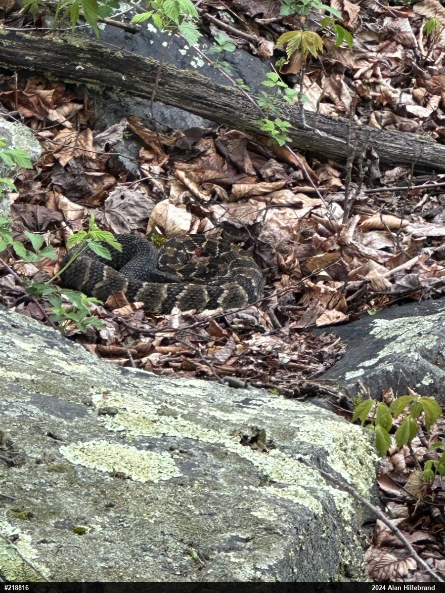 Timber Rattlesnake
