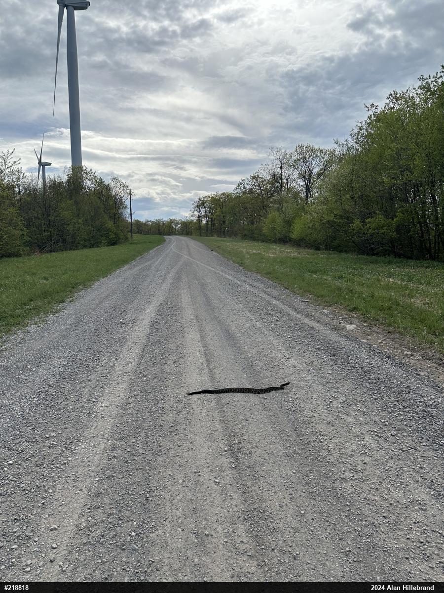 Timber Rattlesnake