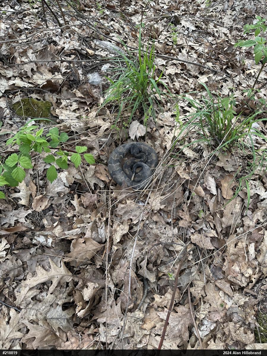 Timber Rattlesnake
