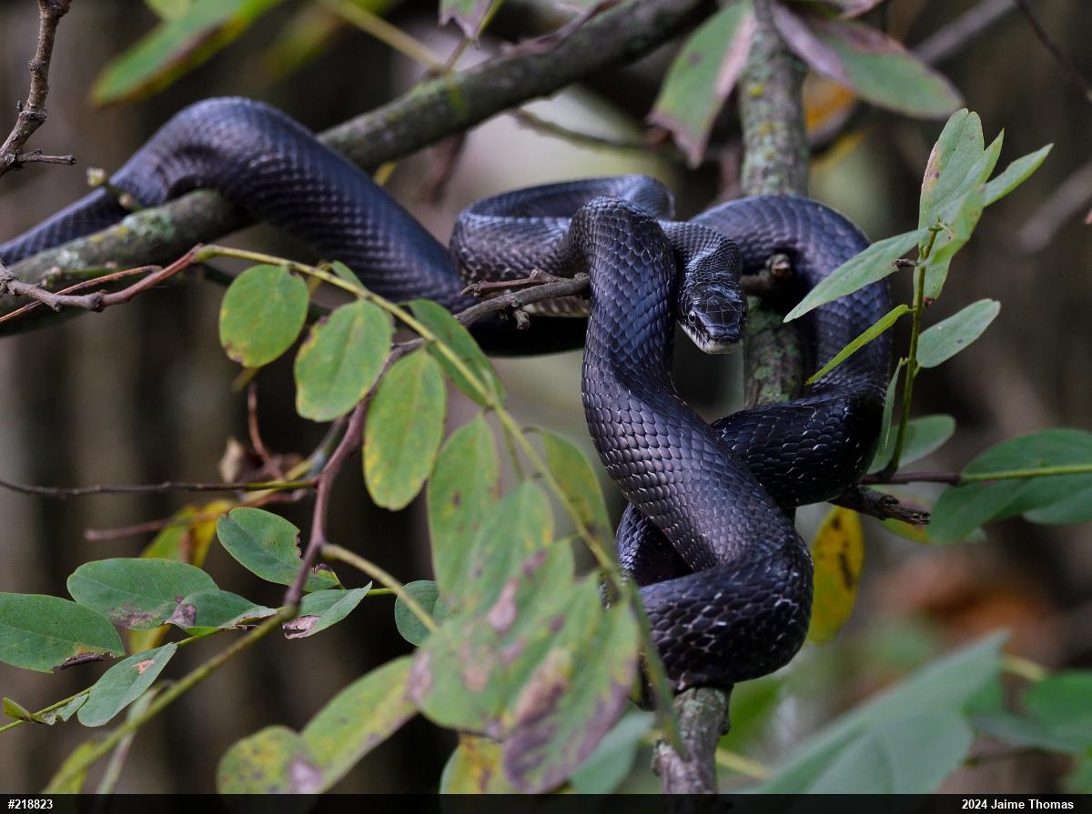 Eastern Ratsnake