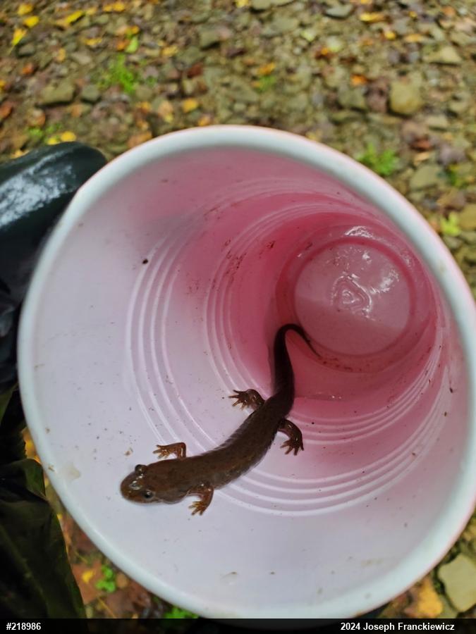 Northern Dusky Salamander