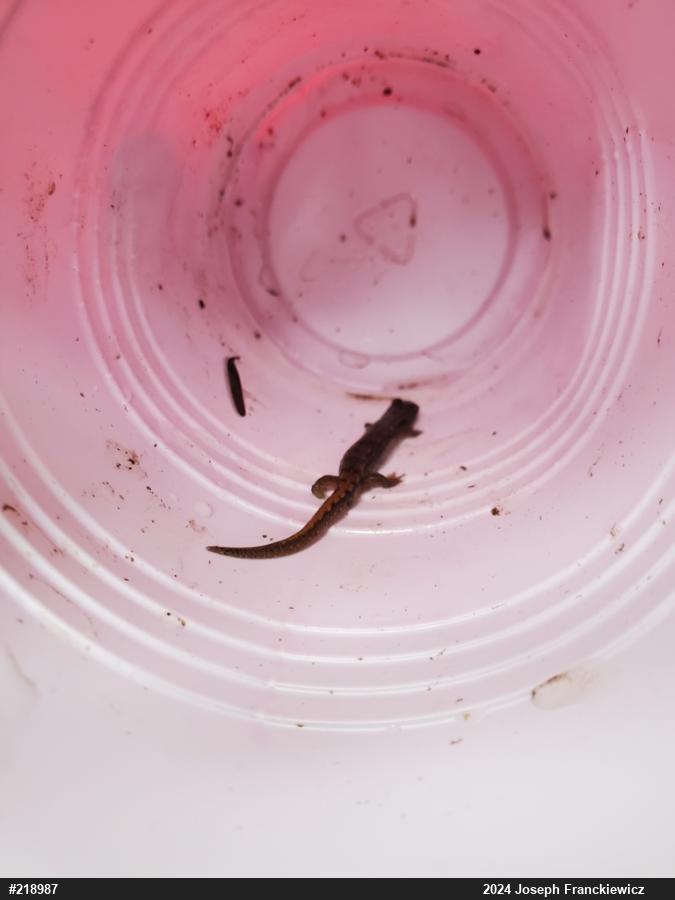 Northern Dusky Salamander