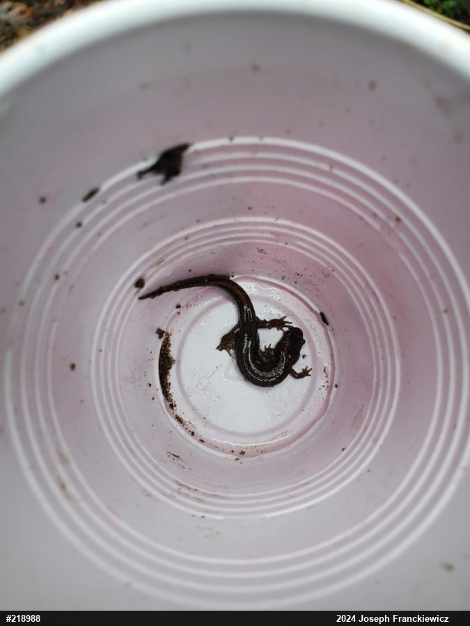 Northern Dusky Salamander