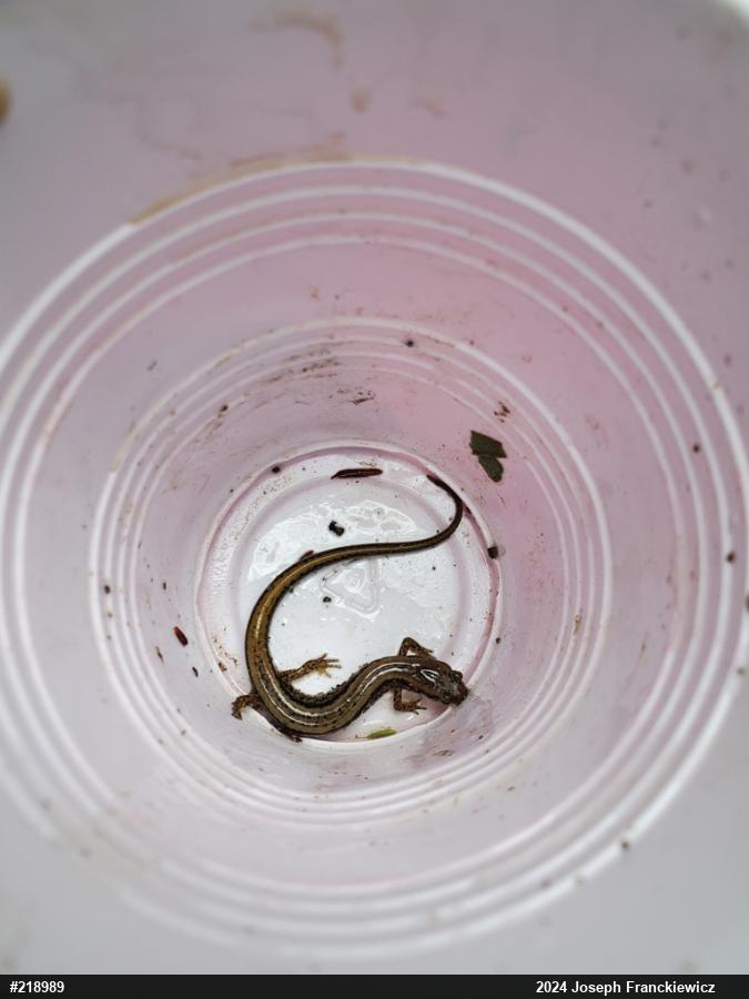 Northern Two-lined Salamander