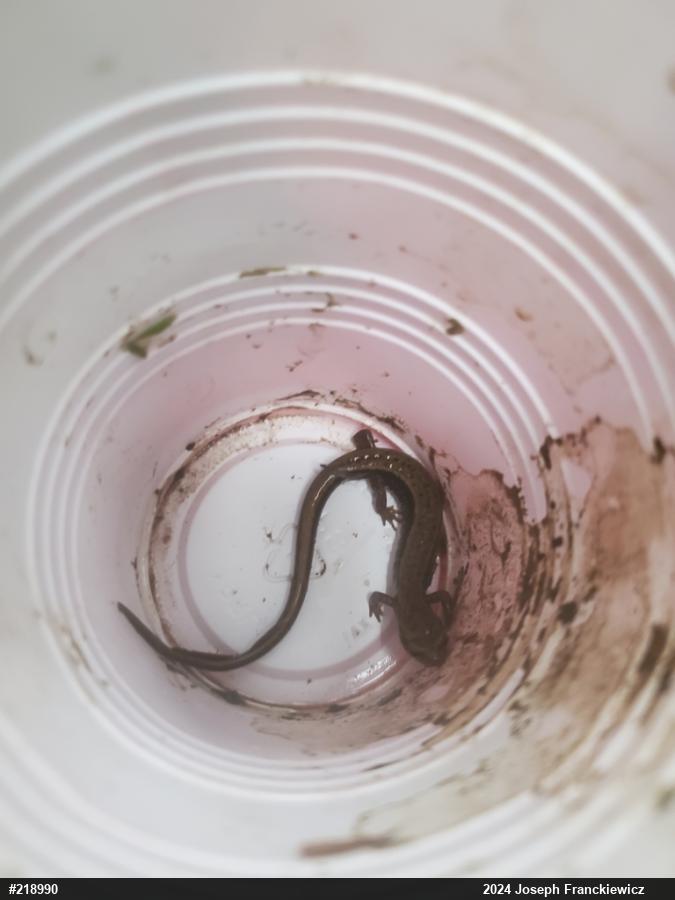 Northern Two-lined Salamander