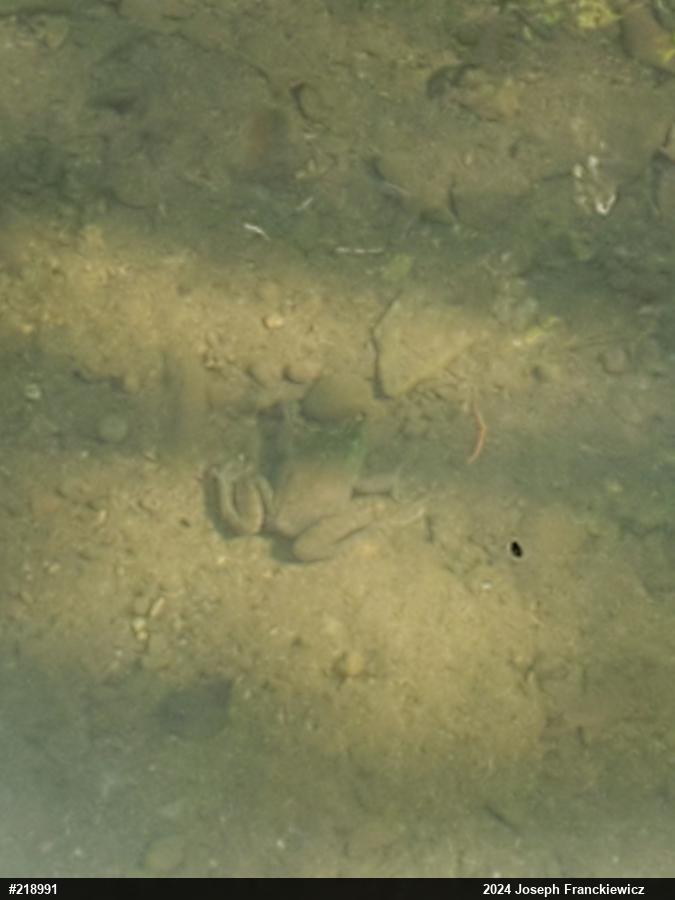 American Bullfrog