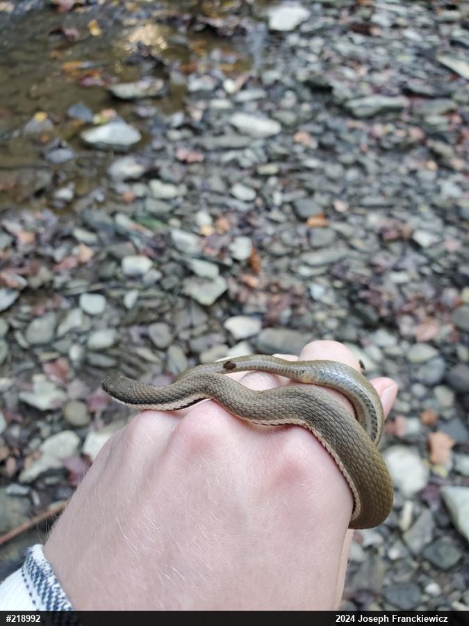 Queensnake