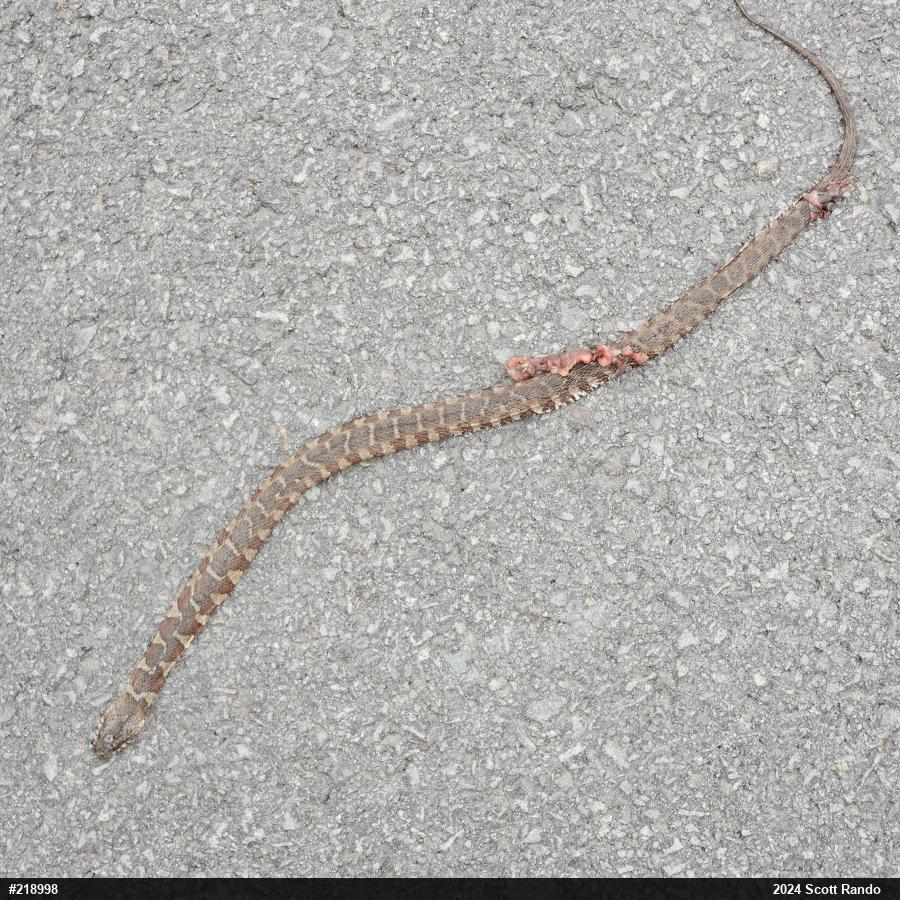 Northern Watersnake