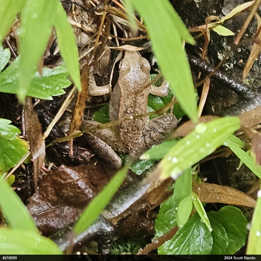 Wood Frog
