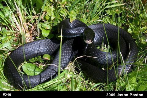 Northern Black Racer