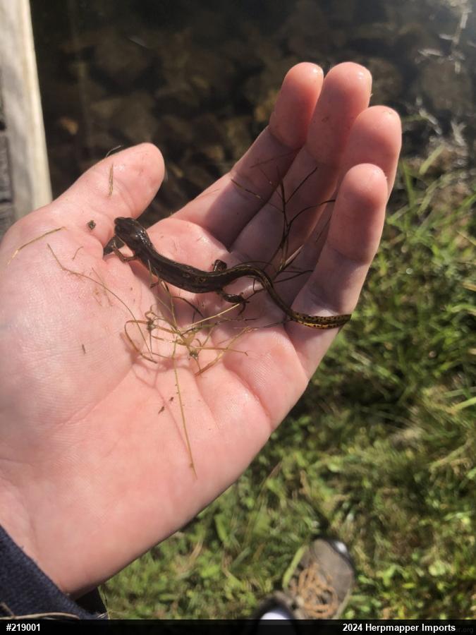 Red-spotted Newt