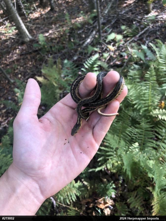 Eastern Gartersnake