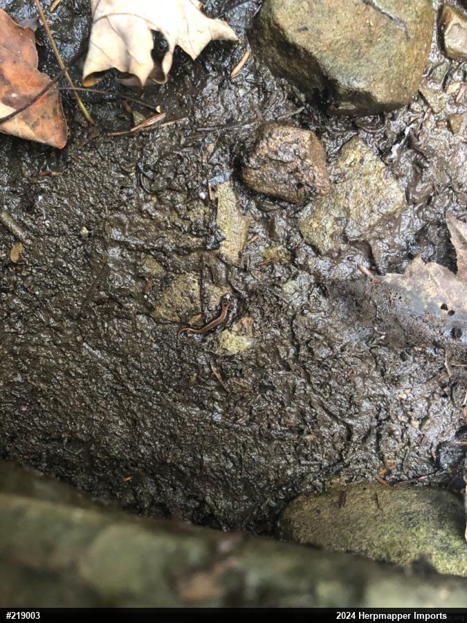 Allegheny Mountain Dusky Salamander