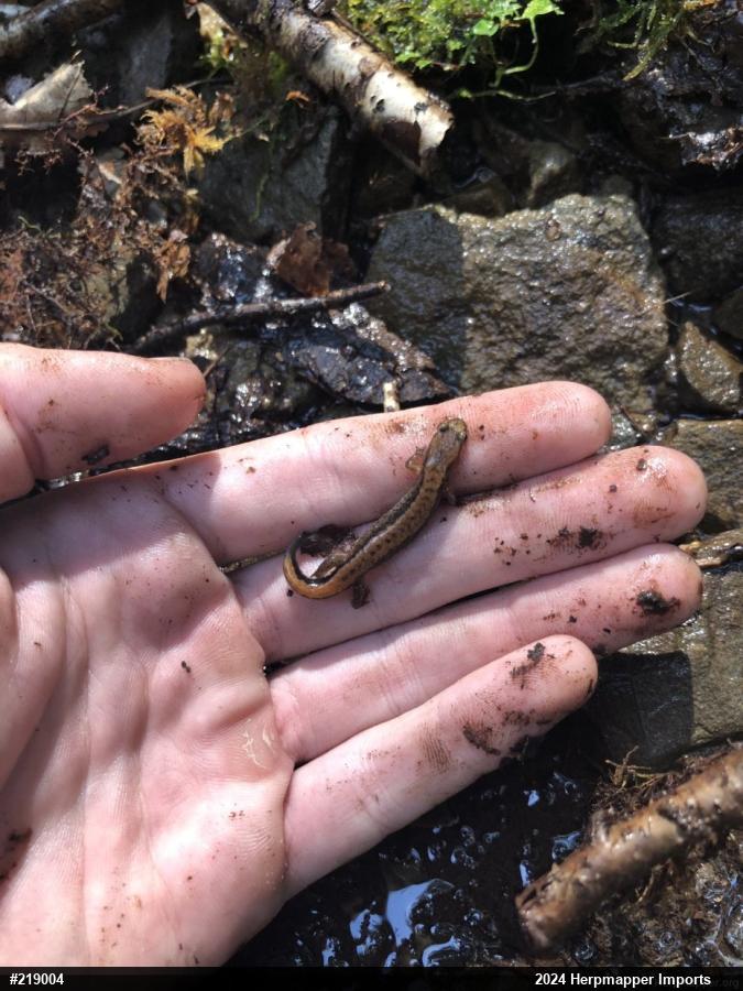 Allegheny Mountain Dusky Salamander