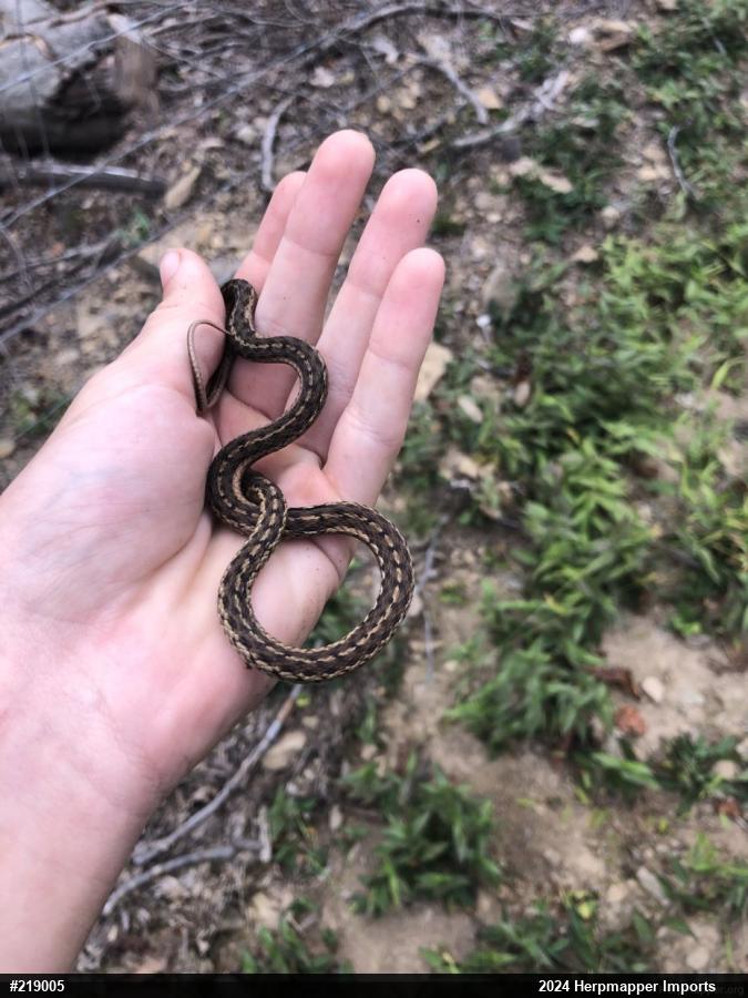 Eastern Gartersnake