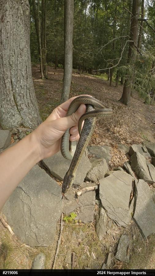 Eastern Gartersnake