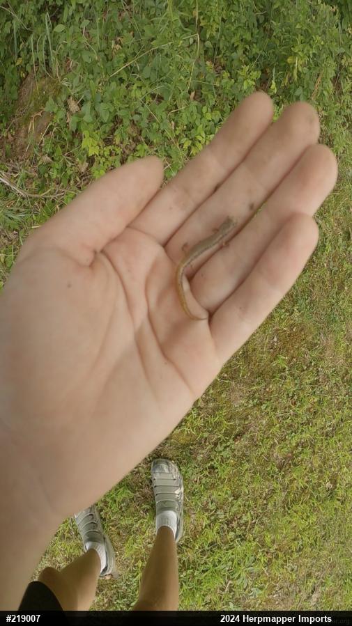 Four-toed Salamander