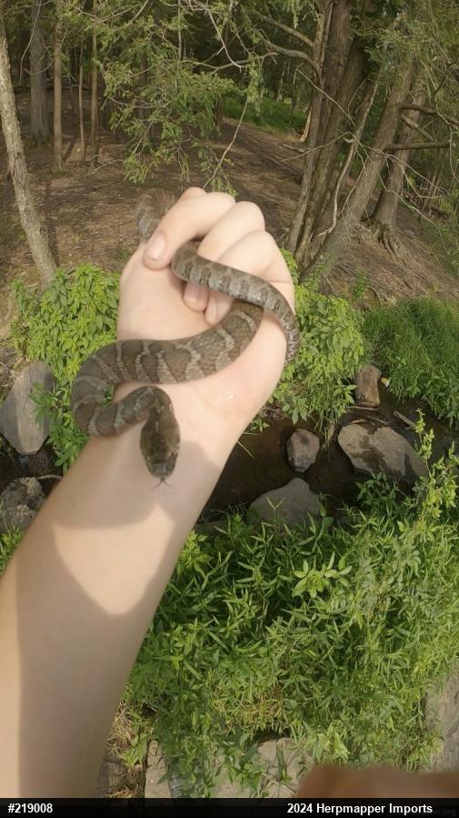 Northern Watersnake