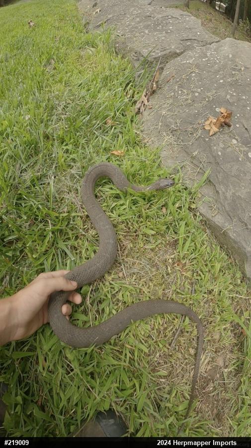 Northern Watersnake