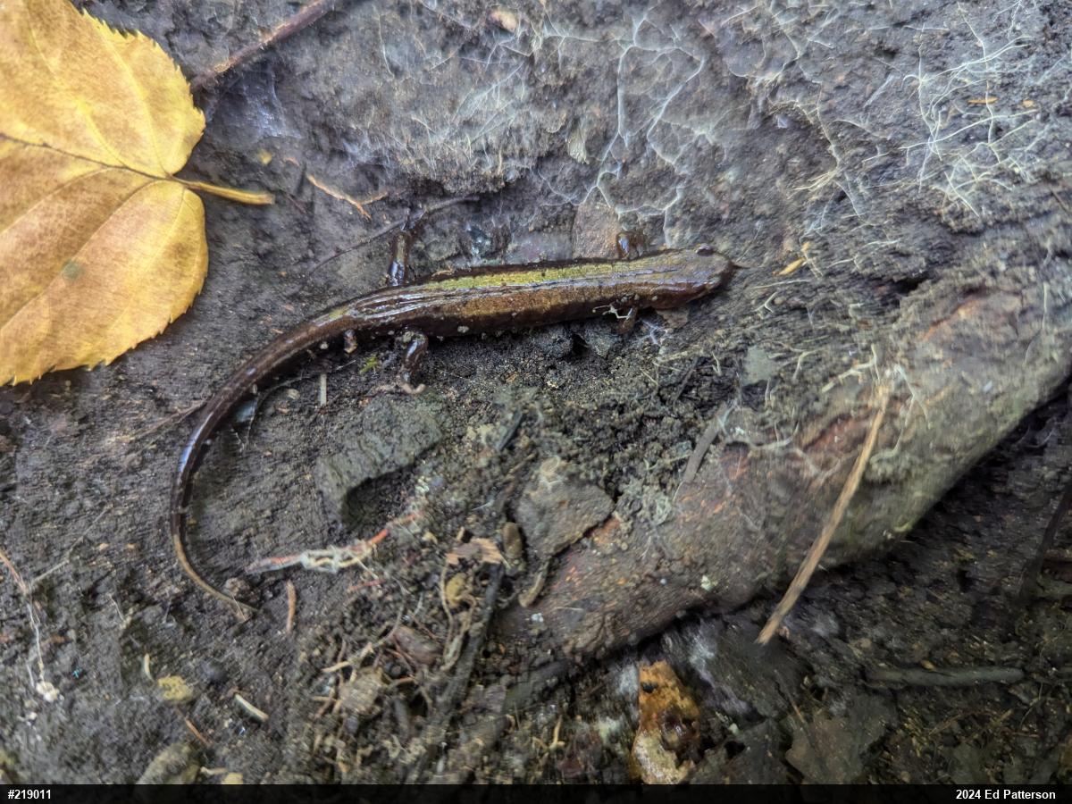 Allegheny Mountain Dusky Salamander