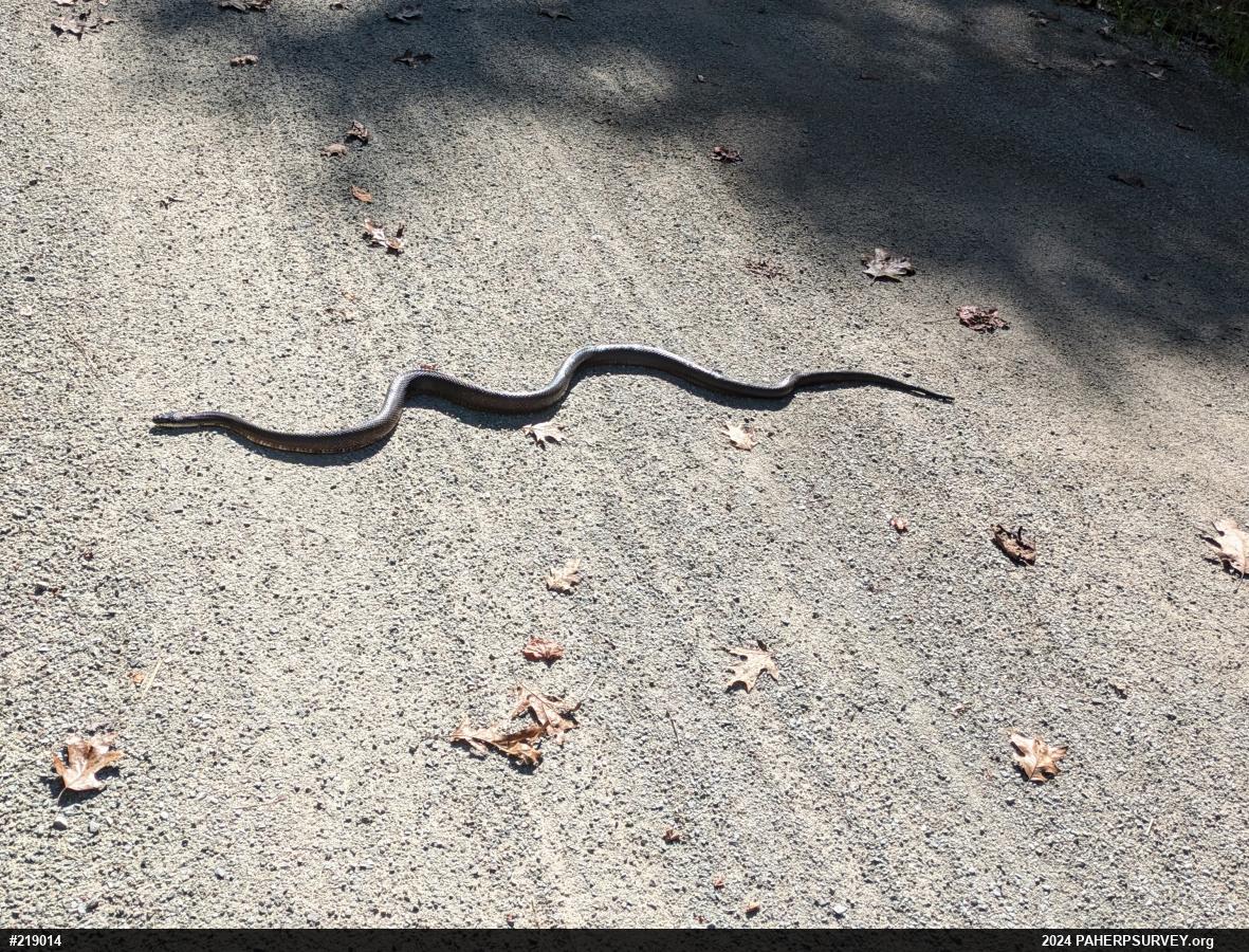 Eastern Ratsnake