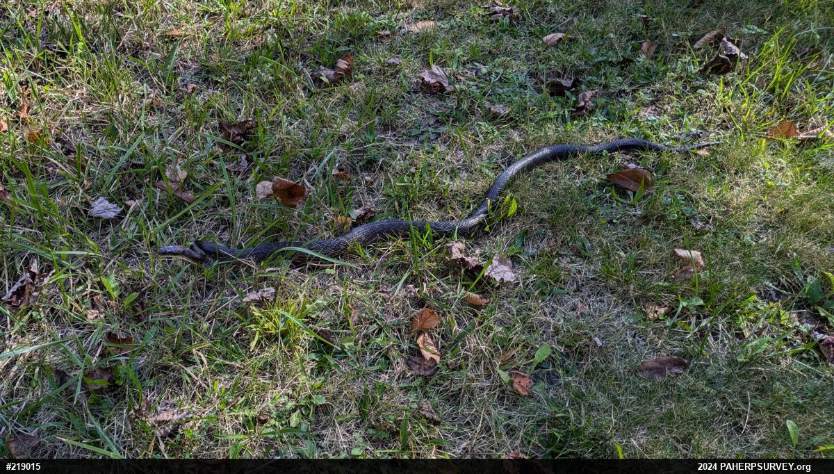 Eastern Ratsnake