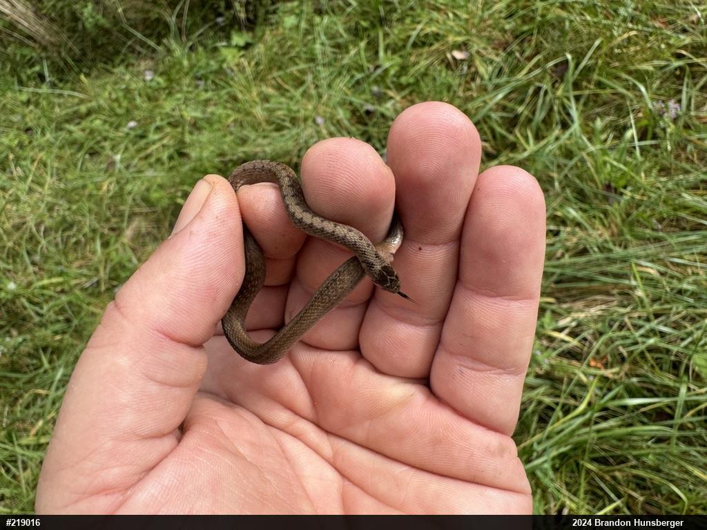 Dekay's Brownsnake