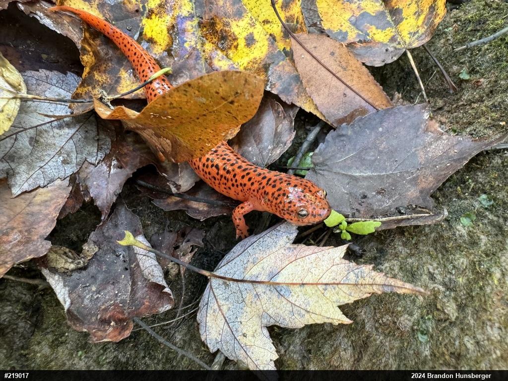 Northern Red Salamander
