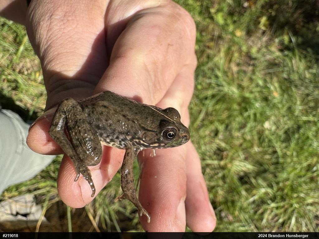 Green Frog