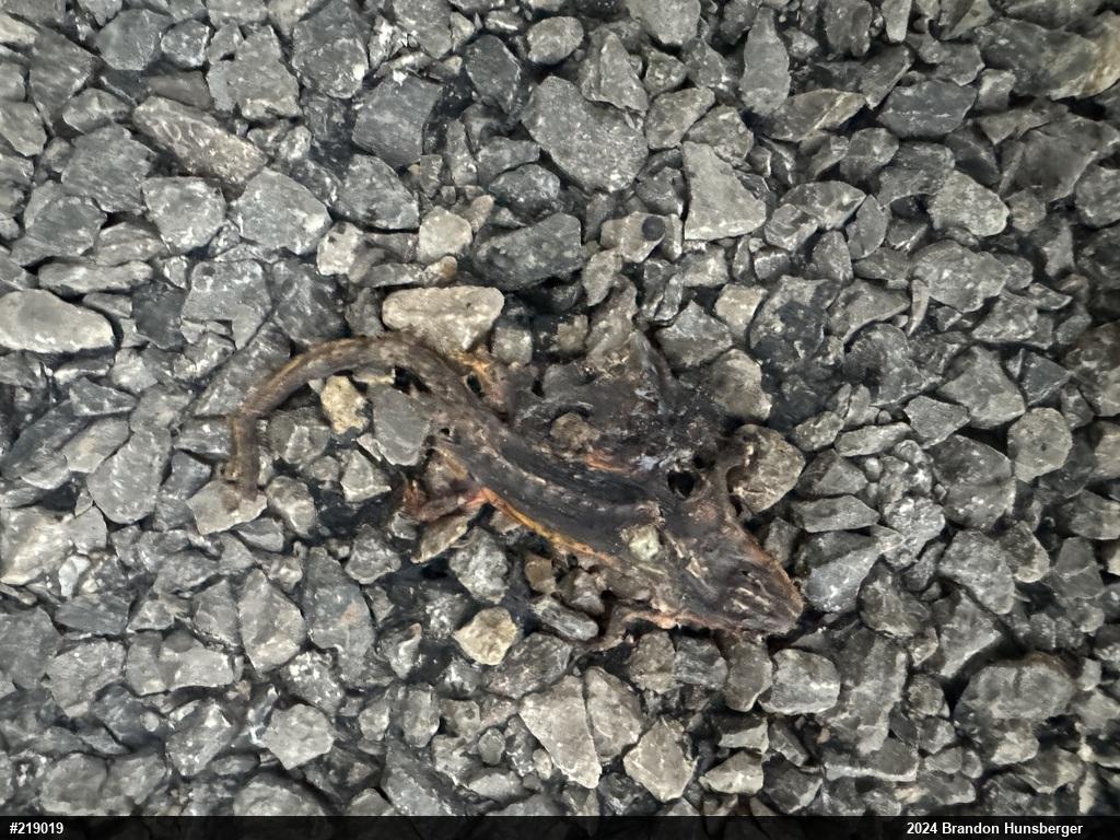 Red-spotted Newt