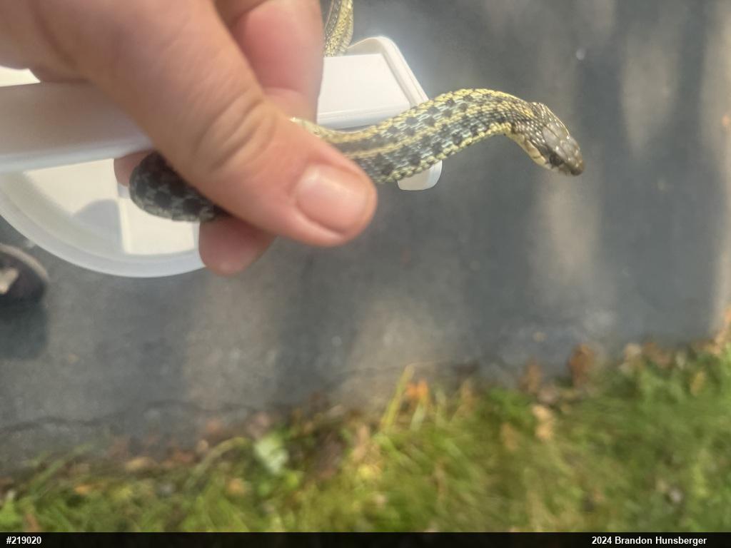 Eastern Gartersnake