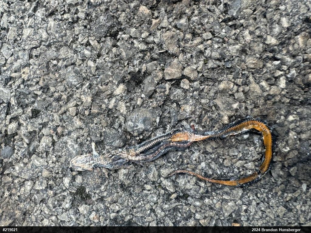 Northern Ring-necked Snake