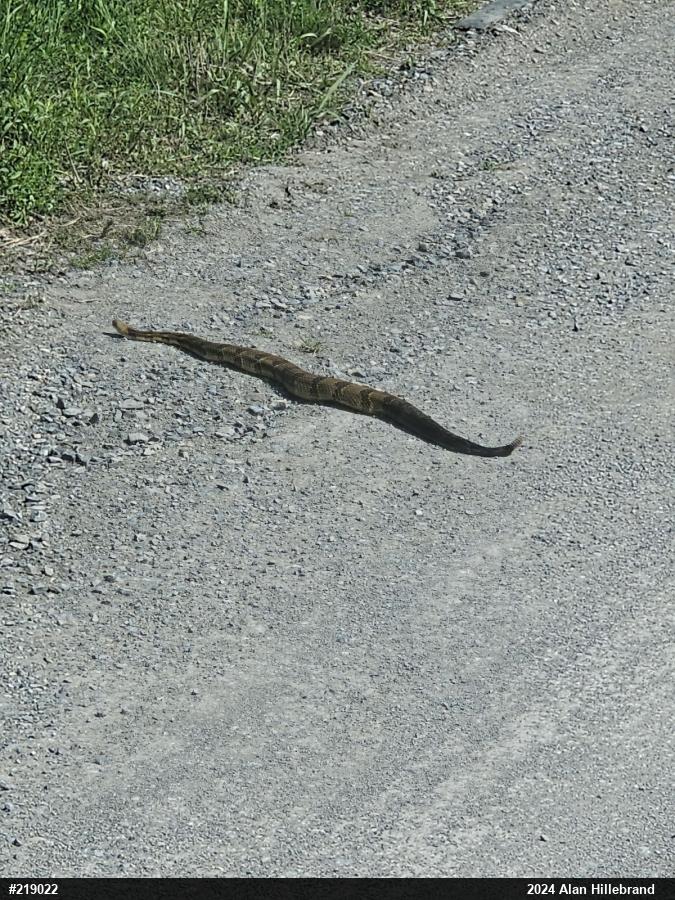 Timber Rattlesnake