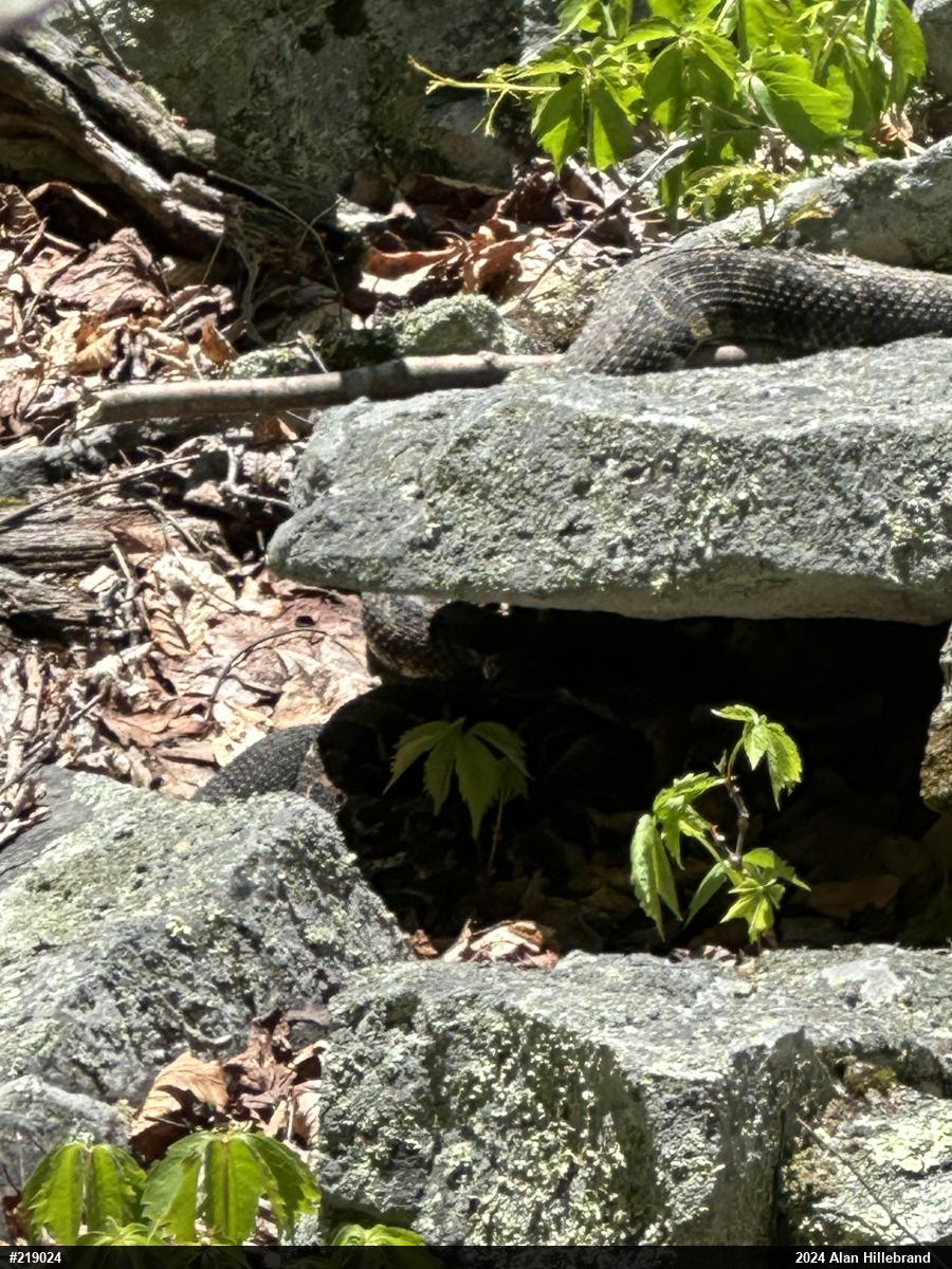 Timber Rattlesnake