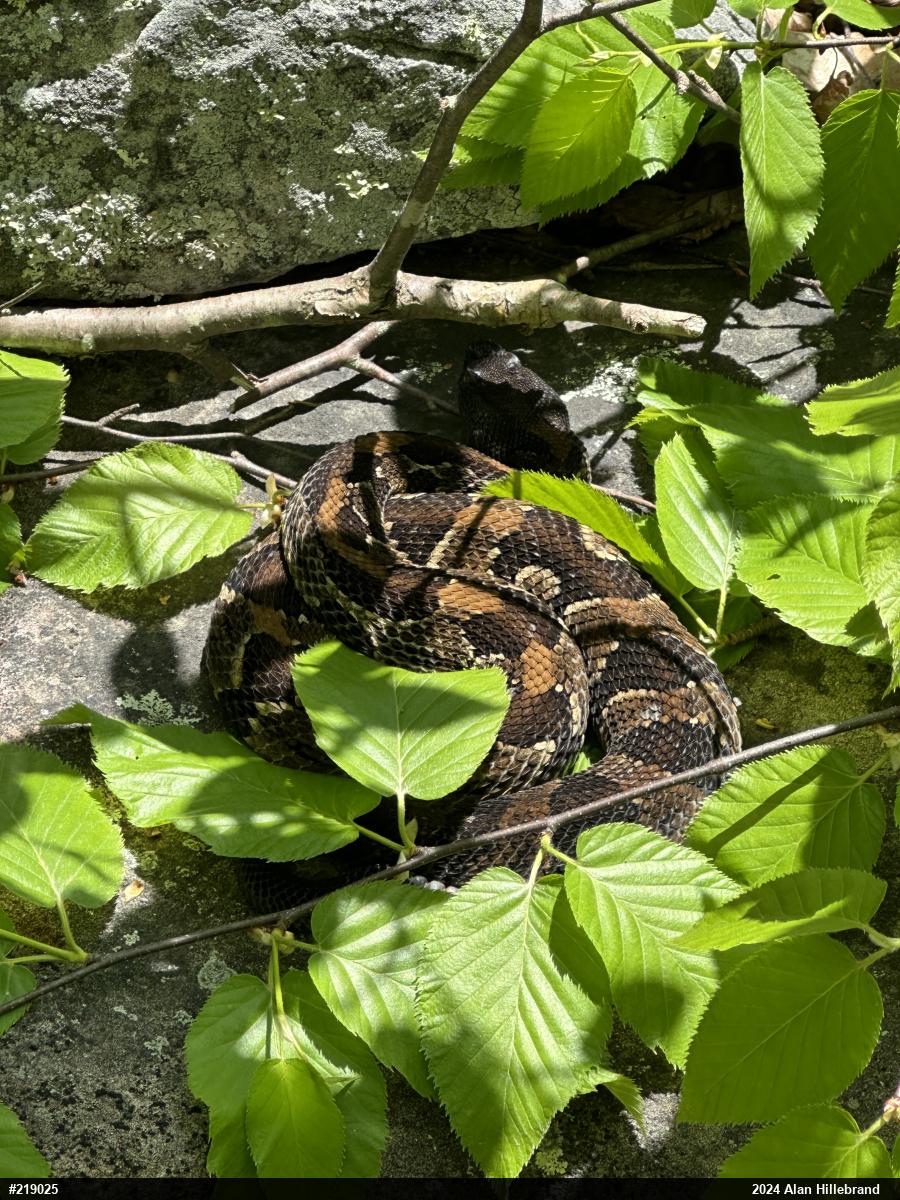 Timber Rattlesnake