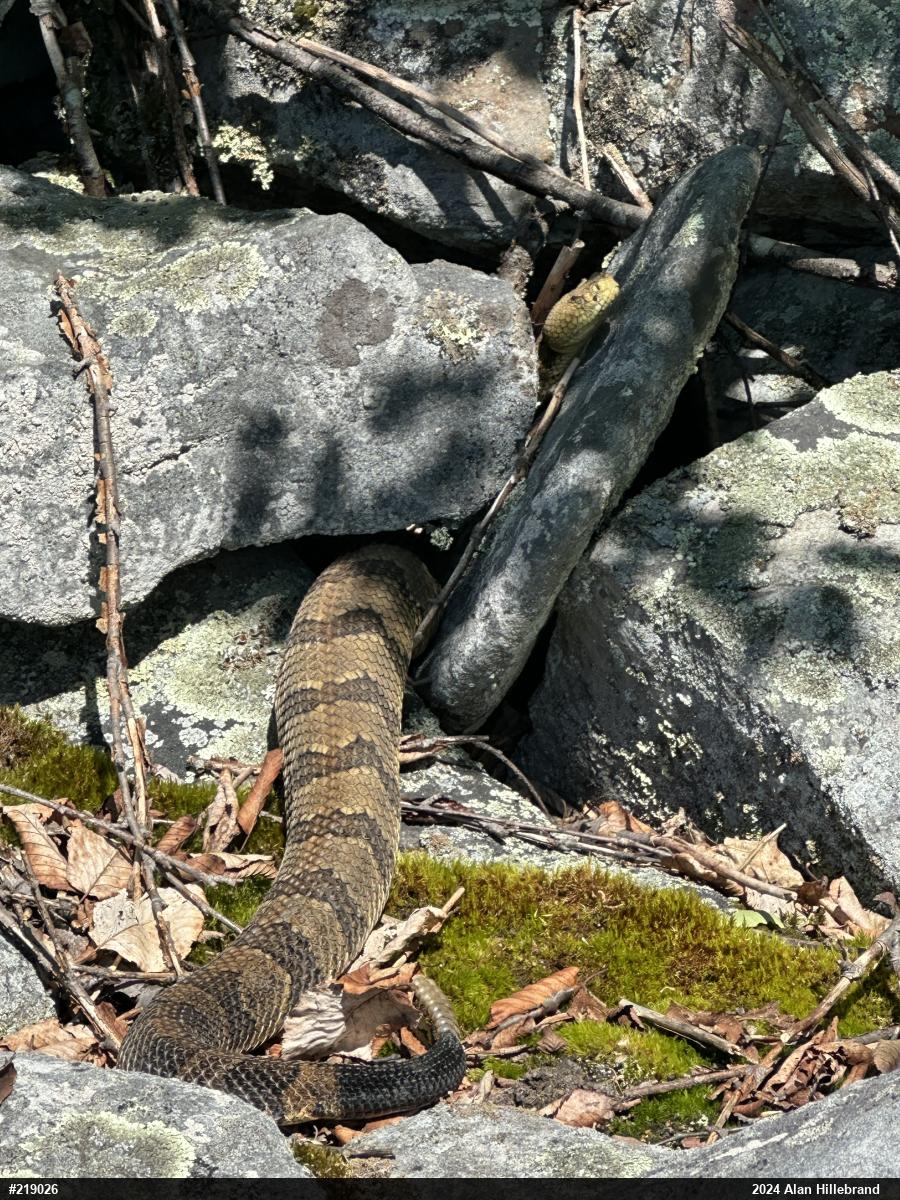 Timber Rattlesnake